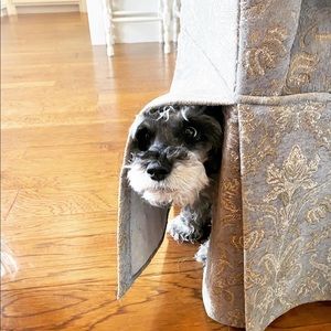 Meet your Posher, Laurel